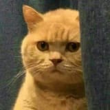 cat134
