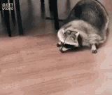 Sneakybeeky