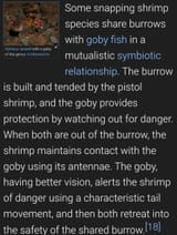 FishyFriends