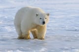 polar_bear_bear_predator_202833_6000x4000