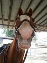 horse