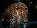 de6f6e35f2c6a611ddac365316e03bc1_large