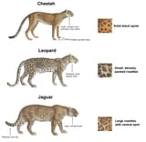 Cheetah
