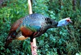 1280px-Meleagris_ocellata1