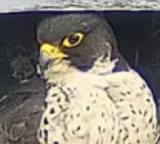 falcon