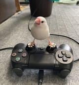 Birdgaming