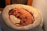 ComfySausage