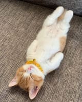 sleepy-cat