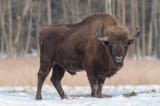 wisent