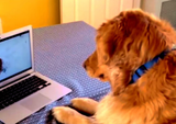 dog_laptop_3