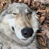 wolf
