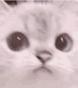 cat-indignant