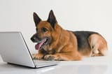dog_laptop_120