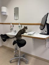 my-cat-takes-the-place-of-the-vet-v0-je8zgyikfdhf1