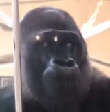 1528392010