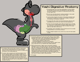yoshidigestiveanatomy