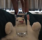 1731459064835107