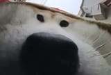 Dog Closeup