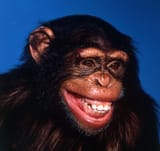 chimp