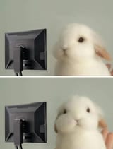 monitor bunny