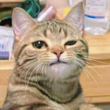 cat127
