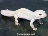 5252