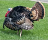 turkey