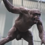 Angry naked Chimp