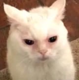 1688093079253781
