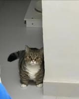 cattosuprise