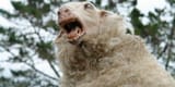 black-sheep-cropped