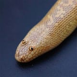 arabian-sand-boa11