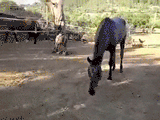 horse eats chick