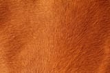 horse fur