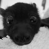 Bat intensely looking at you