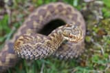 Adder female - monrworb