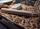 Tube Skink