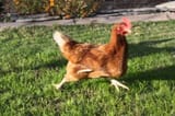 running-scared-chicken1