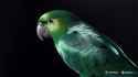 Hailuo_Video_Metallic green parrot with a b_410344001994092548_thumb.jpg
