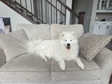 willow