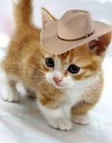 meowdy