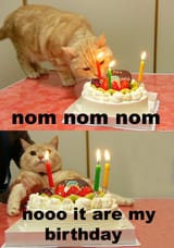 nom nom kitty