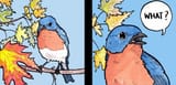 bird what