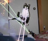eye lazer cats