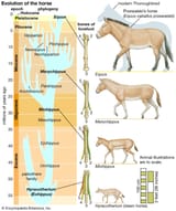 horses-dawn-horse-size-all-one-toes