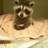 raccoon