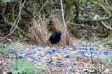 satin-bowerbird-male-at-bower-ptilonorhynchus-violaceus-minor-bunya-mountian-national-park-qld