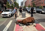 nyc carriage horse
