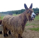 BlameTheFrenchForThisBreed