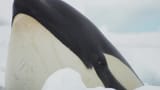 Whale